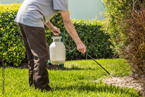 Man spraying weed killer herbicide on green grass residential yard. Landscaper using pump chemical pesticide sprayer for lawn weed control. photo