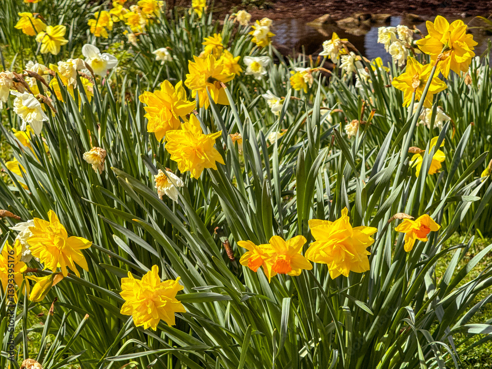 Fototapeta premium Pretty scenic view of daffodils in flower