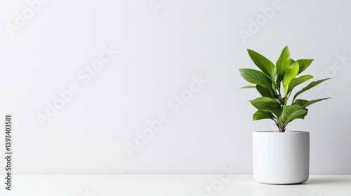 Wallpaper Mural A green potted plant sitting on a white shelf against a minimalist light gray wall, and showcasing simplicity and modern interior design. Torontodigital.ca