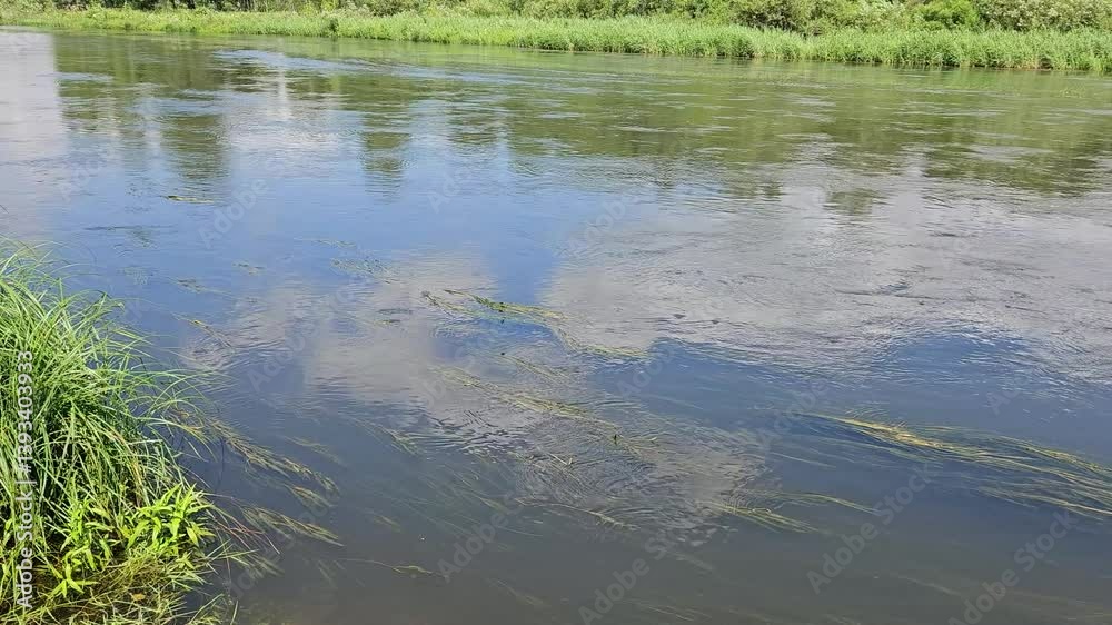 Flowing river with underwater grass and reflections of clouds and trees. Calm nature scene with aquatic plants and green riverside vegetation.