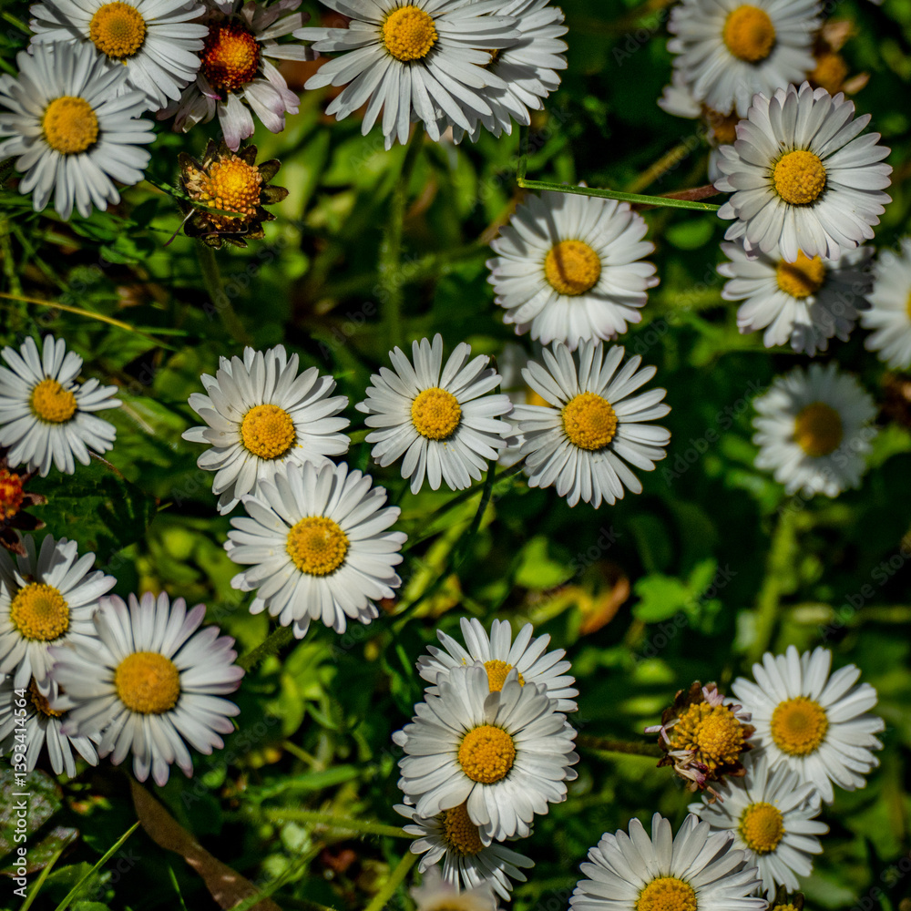 Fototapeta premium Viele Gänseblümchen auf einem Rasen