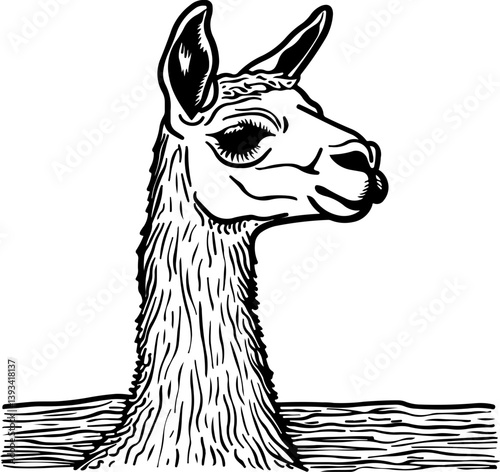 alpaca, animal, horse, vector, illustration, mammal, silhouette, deer, cartoon, wild, farm, nature, wildlife, camel, animals, donkey, art, drawing, goat, design, pony, standing, llama, stallion, dog, 