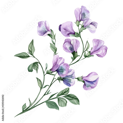 A watercolor vector illustration of a Sweet Pea flower, isolated on a white background.

