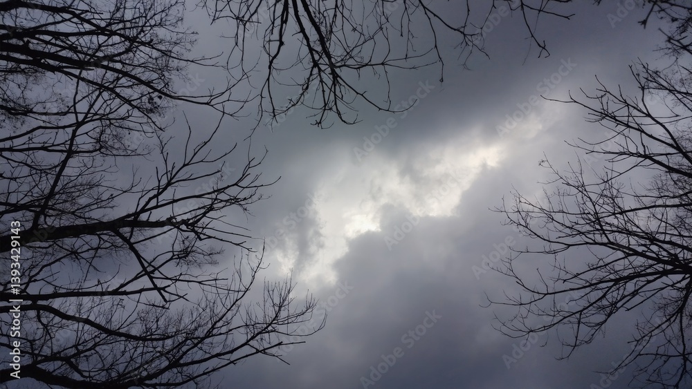 A view of a cloudy sky through some trees