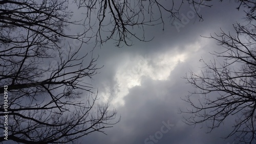 Obraz na płótnie A view of a cloudy sky through some trees w salonie