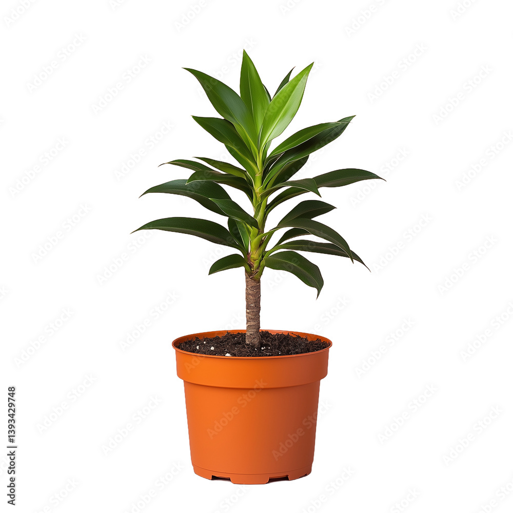 Small potted green plant with long leaves in a brown pot on a transparent background