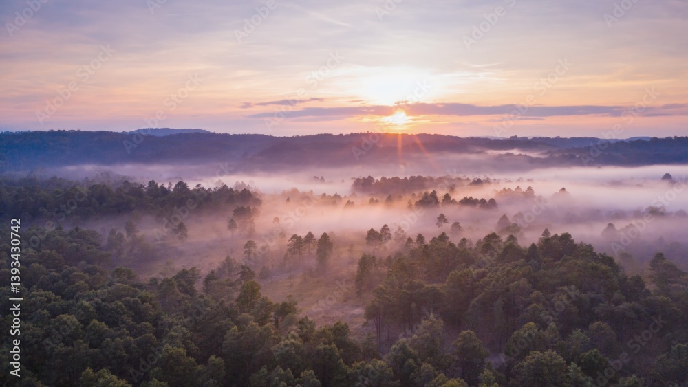 Foggy forest landscape at sunset