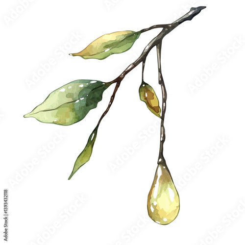 A watercolor vector illustration of a Sun Drop branch, isolated on a white background.

