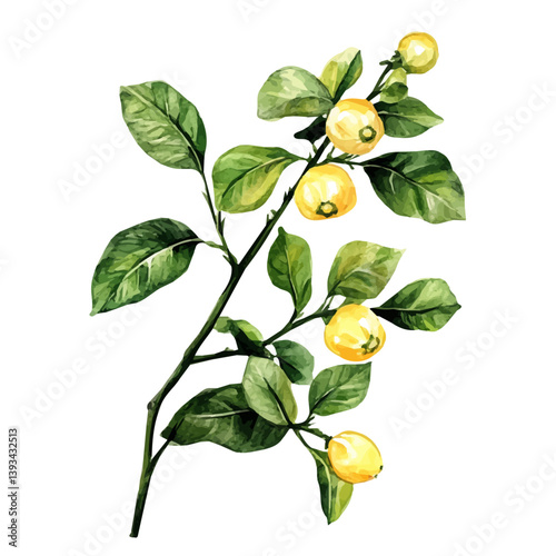 A watercolor vector illustration of a Sun Drop branch, isolated on a white background.

