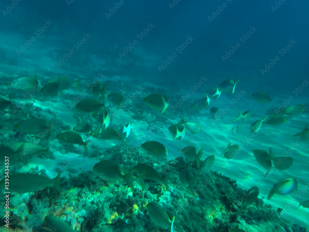 Fototapeta premium School of sarpa salpa in the mediterranean sea, Salema porgy fish (Sarpa salpa). Sarpa salpa, known commonly as the dreamfish, salema, salema porgy, cow bream or goldline, shoal of fish in undersea.