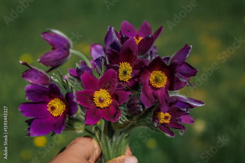 Woman s hand holding a bouquet of purple Pasque flowers, Zurich, Switzerland