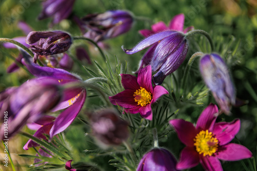 Blooming purple Pasque flowers blossom in the spring around Zurich, Switzerland