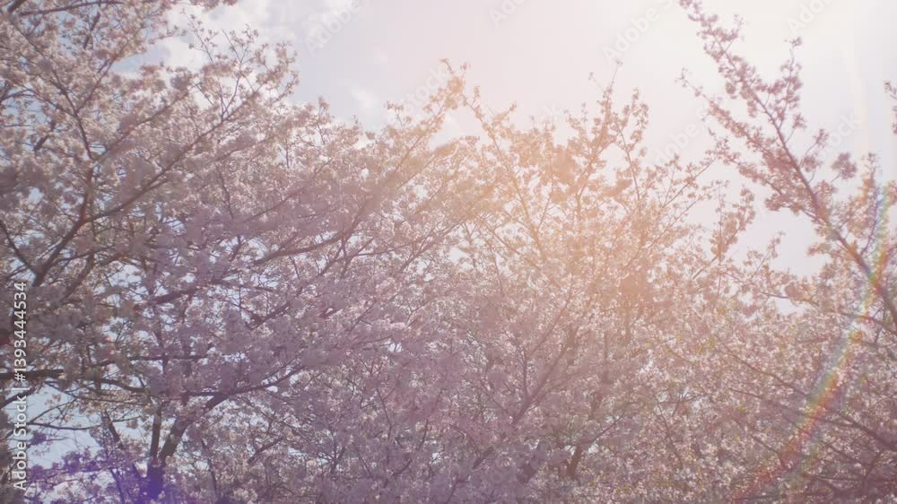 Beautiful view of cherry blossom flowers at sunset in warm spring, Sakura, Nostalgic negative film looks with backlit lens flare, 4K slow motion Beautiful view of cherry blossom flowers at sunset in warm spring, Sakura, Nostalgic negative film looks with backlit lens flare, 4K slow motion