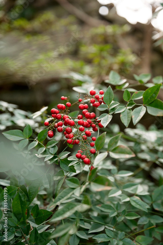 Bright red berries cluster among glossy green leaves in garden