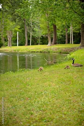 Two goslings graze near pond while adult goose watches protectively
