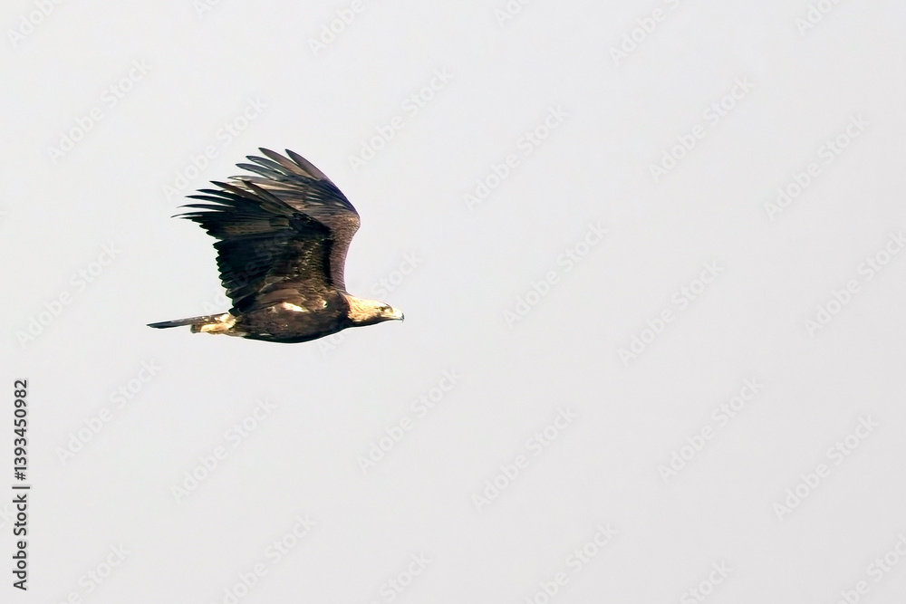 Obraz premium Eastern Imperial Eagle (Aquila heliaca), adult in flight, Little Rann of Kutch, Gujarat, India.
