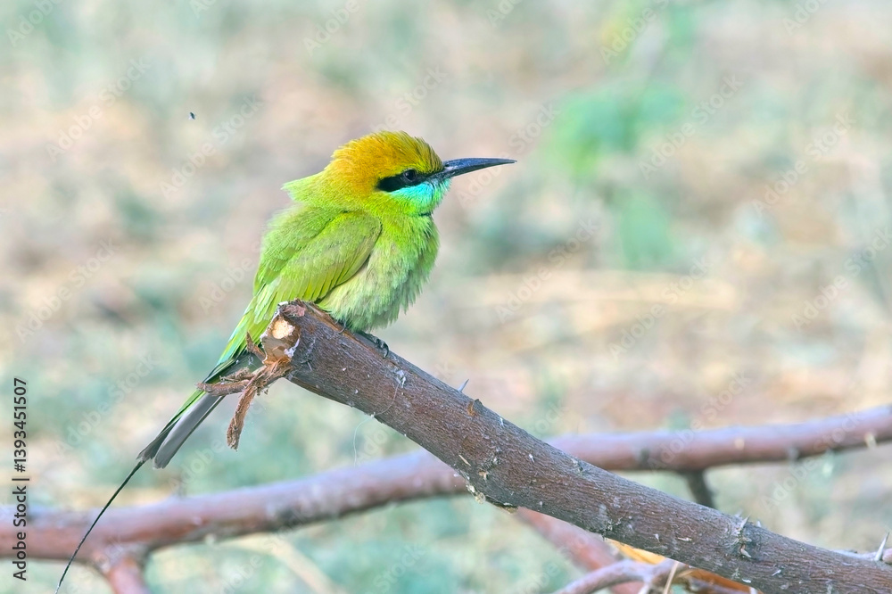 Fototapeta premium Asian Green Bee-eater (Merops orientalis) perched in a bush close by, Little Rann of Kutch, Gujarat, India.