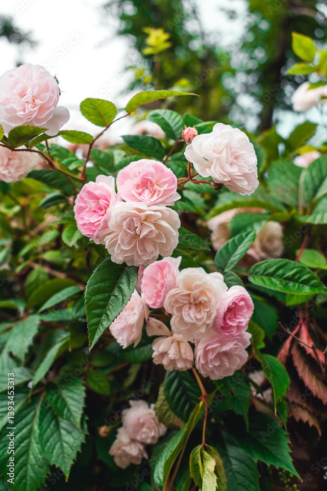 Fototapeta premium Luxurious background of many small pink bush roses. Lush thickets of roses in the garden.