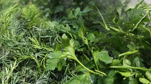 Fresh parsley in the refrigerator is cooled by cold steam, close-up
