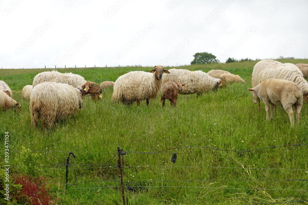 Fototapeta premium flock of sheep eating in green meadow, sheep with wool before shearing