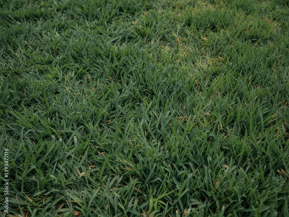 Obraz premium Lush green grass covering the ground surface.