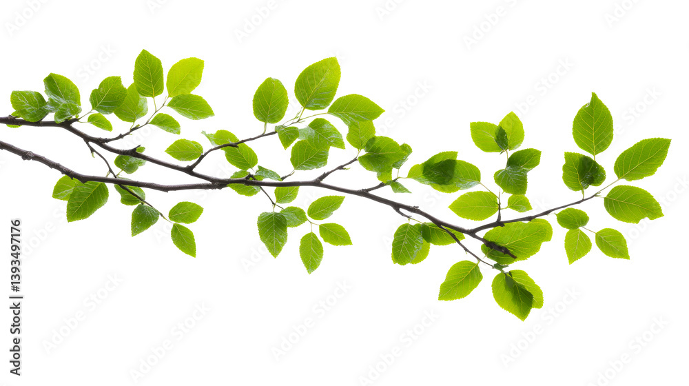 Branch with Green Leaves on a Black Background, cut out transparent Branch with Green Leaves on a Black Background, cut out transparent
