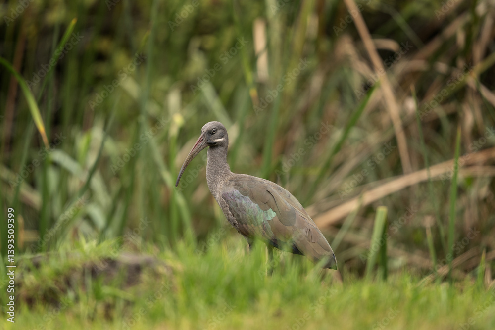Hadada ibis is looking for food on the meadow. Ibis in Bwindi national park. One ibis calm stay in the garden. Hadada ibis is looking for food on the meadow. Ibis in Bwindi national park. One ibis calm stay in the garden.