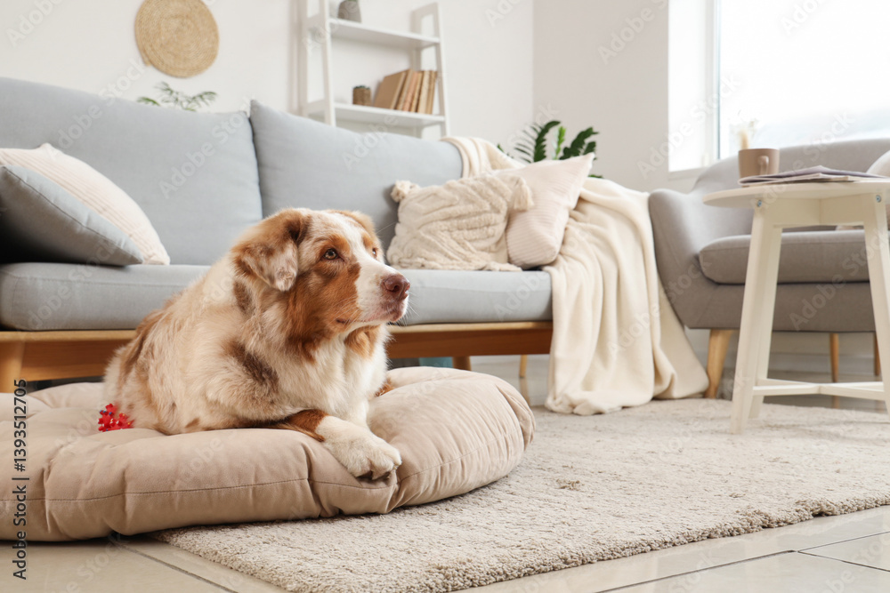 Cute Australian Shepherd dog lying on pet bed at home