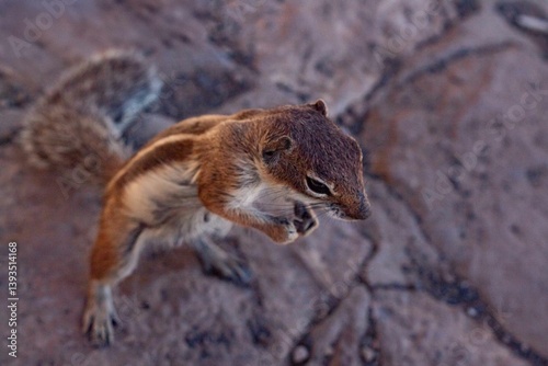 Close-up of Barbary ground squirrel (Atlantoxerus getulus) eating in rocky habitat