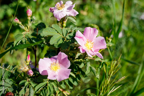 Alberta Wild rose Blossoms in Natural Setting, Calgary AB Canada, Mar 5 2025