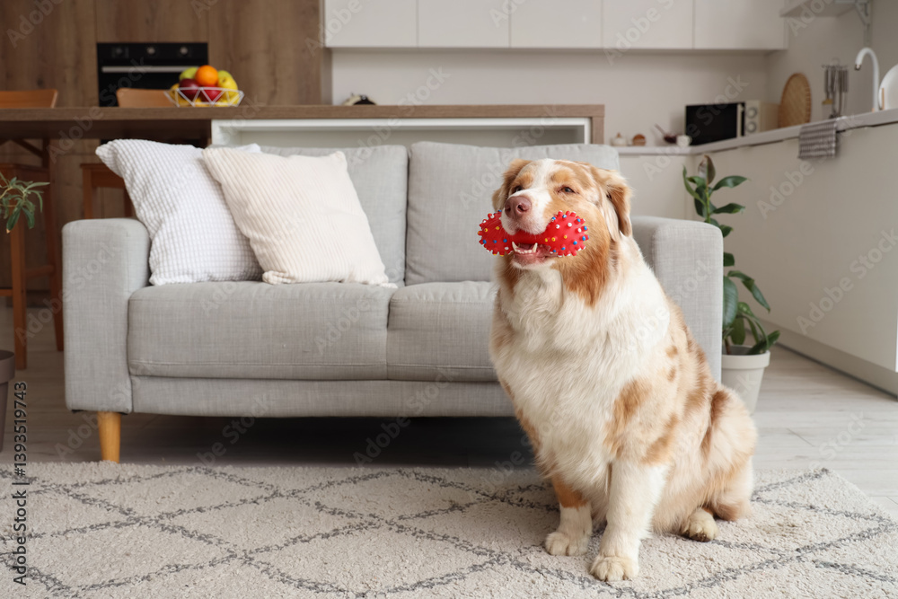 Adorable Australian Shepherd dog with pet toy sitting at home