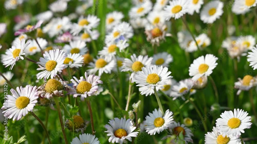 macro panorama of a flower meadow with many white daisy flowers moved by the wind and the very colorful bokeh background macro panorama of a flower meadow with many white daisy flowers moved by the wind and the very colorful bokeh background