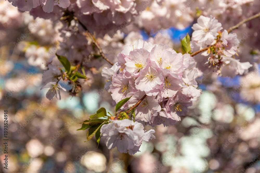 Sakura or cherry blossom flower high resolution photo of trees in Prunus subgenus Cerasus. Sakura pink flowers beautiful ornamental cherry trees Prunus serrulata. Color of blooming cherry in spring Sakura or cherry blossom flower high resolution photo of trees in Prunus subgenus Cerasus. Sakura pink flowers beautiful ornamental cherry trees Prunus serrulata. Color of blooming cherry in spring
