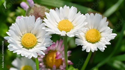 Wallpaper Mural macro top view of white daisy flowers with green grass background in a flower meadow during spring and a windy day Torontodigital.ca