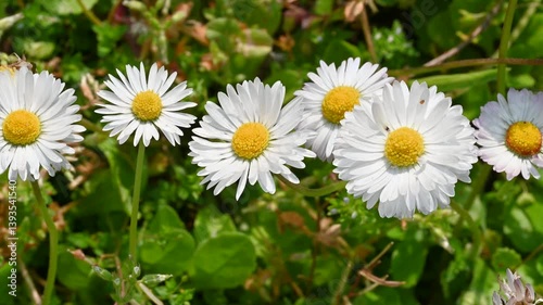 Wallpaper Mural macro top view of white daisy flowers with green grass background in a flower meadow during spring and a windy day Torontodigital.ca