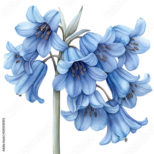 Bluebell branch, watercolor illustration, isolated on a white background.

