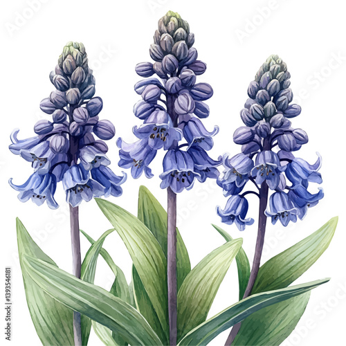 Bluebell branch, watercolor illustration, isolated on a white background.


