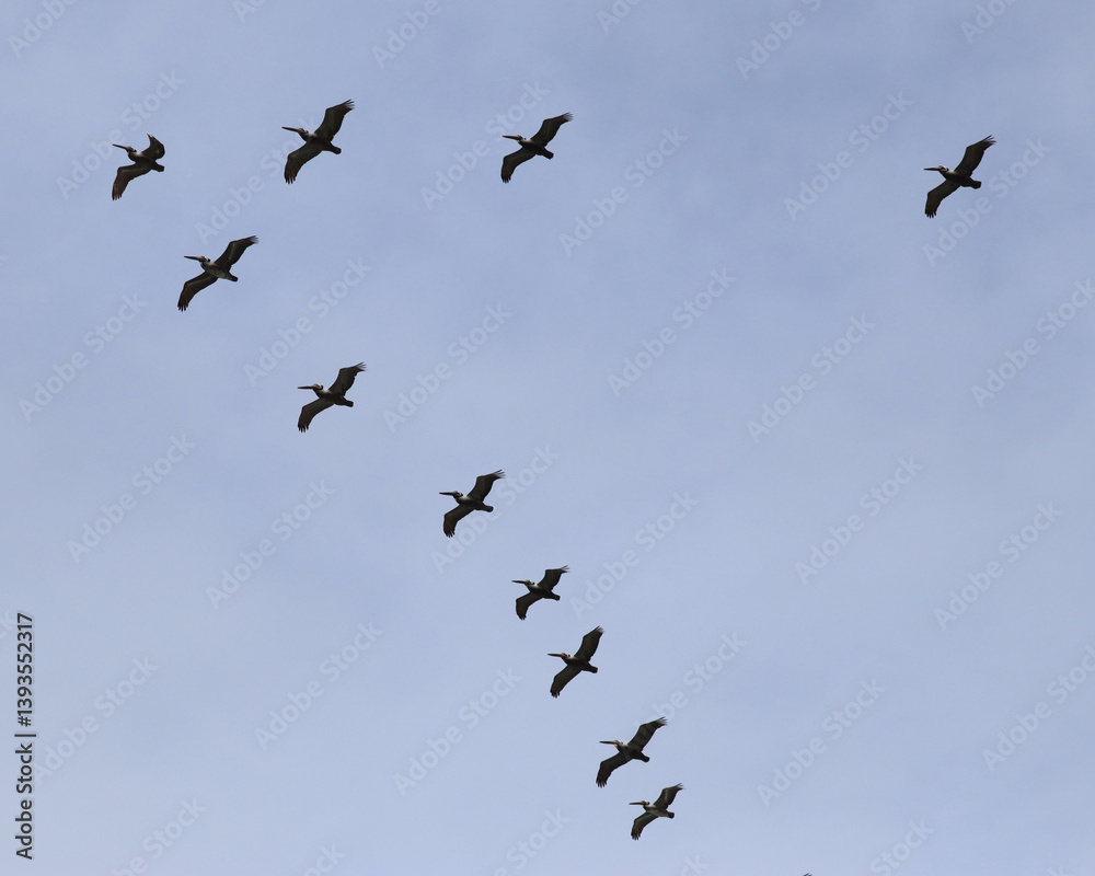 Silhouette of pelicans flying in a V formation Silhouette of pelicans flying in a V formation