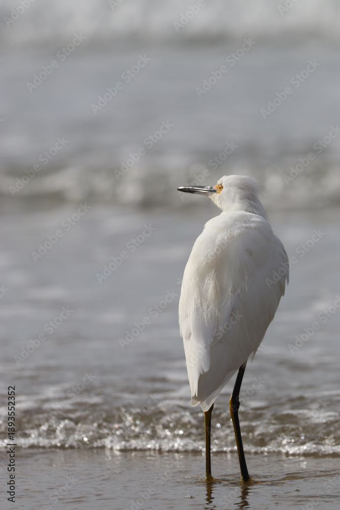 Snowy egret looking out over the ocean Snowy egret looking out over the ocean