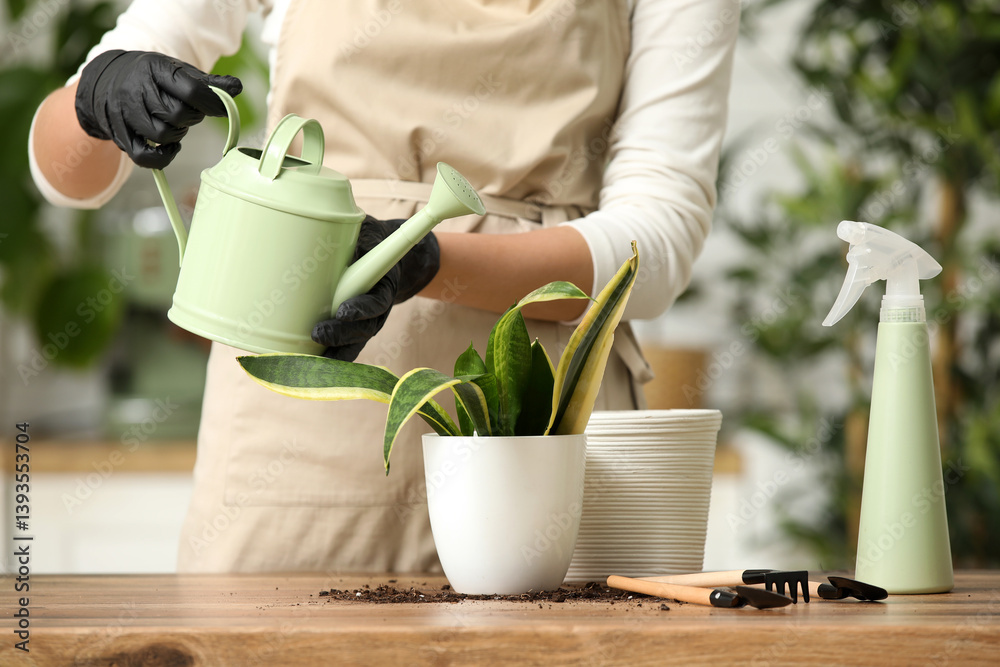 Obraz premium Woman transplanting potted sansevieria plant at home. Closeup