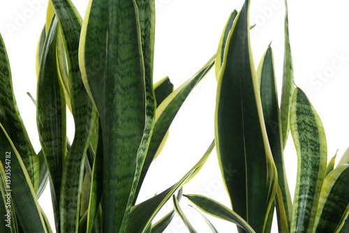 Beautiful sansevieria leave...