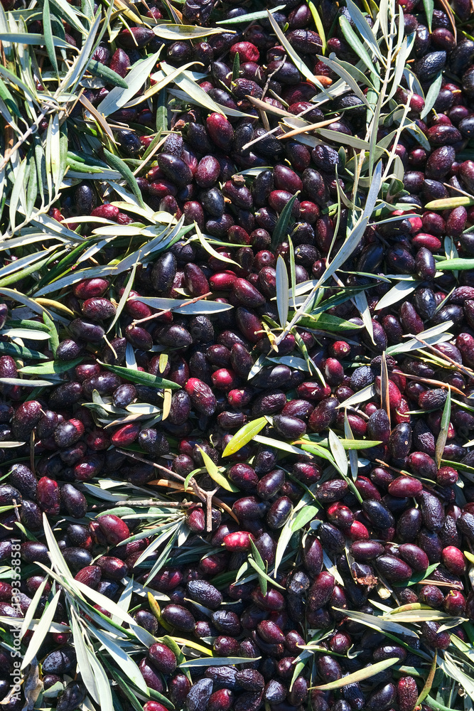 Freshly Harvested Olives with Leaves in Sunlit Pile Freshly Harvested Olives with Leaves in Sunlit Pile