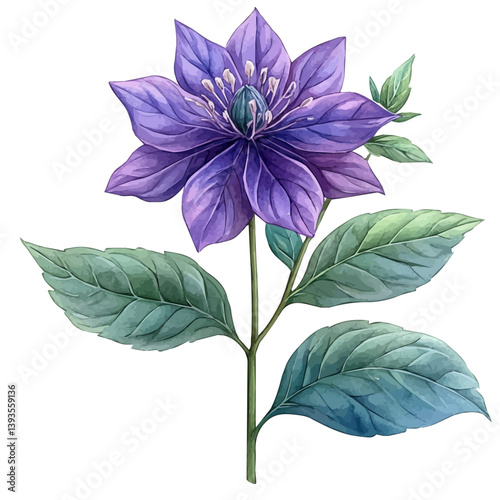Bee Balm branch, watercolor illustration, isolated on a white background.

