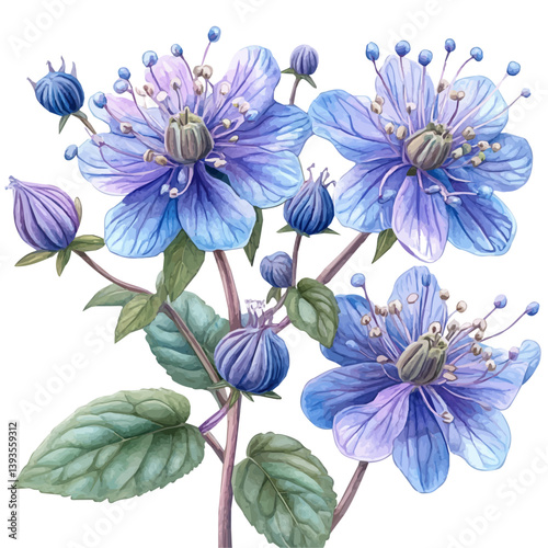 Bee Balm branch, watercolor illustration, isolated on a white background.

