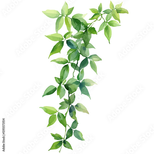 Balsam Vine branch, watercolor illustration, isolated on a white background.

