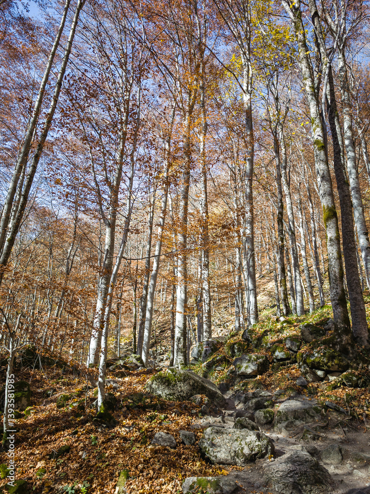 Obraz premium Autumn landscape of Rila Mountain, Bulgaria