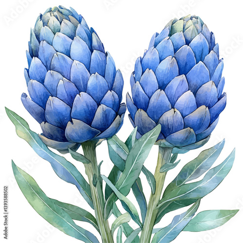 Artichoke Flower branch, watercolor illustration, isolated on a white background.

