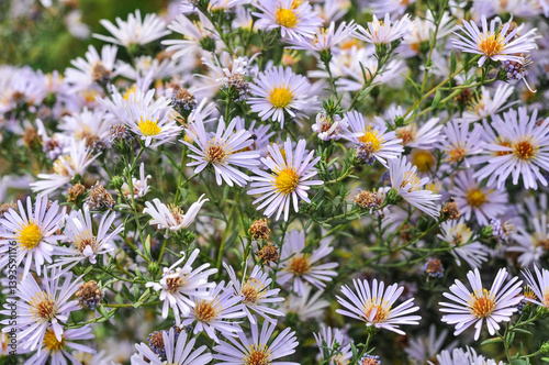 Lilac flowers of Symphyotrichum lanceolatum (or Panicled Aster) bloom in autumn. Beautiful liliac asters grow in the garden