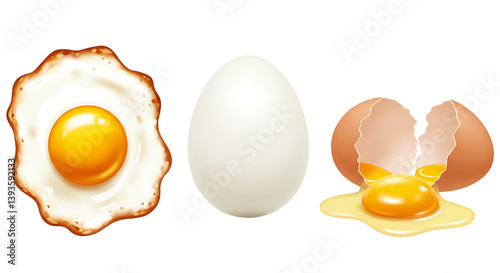 fried,boiled,broken egg vector illustration isolated on white background 