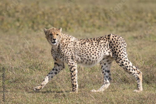 Mother cheetah looking back at her cubs